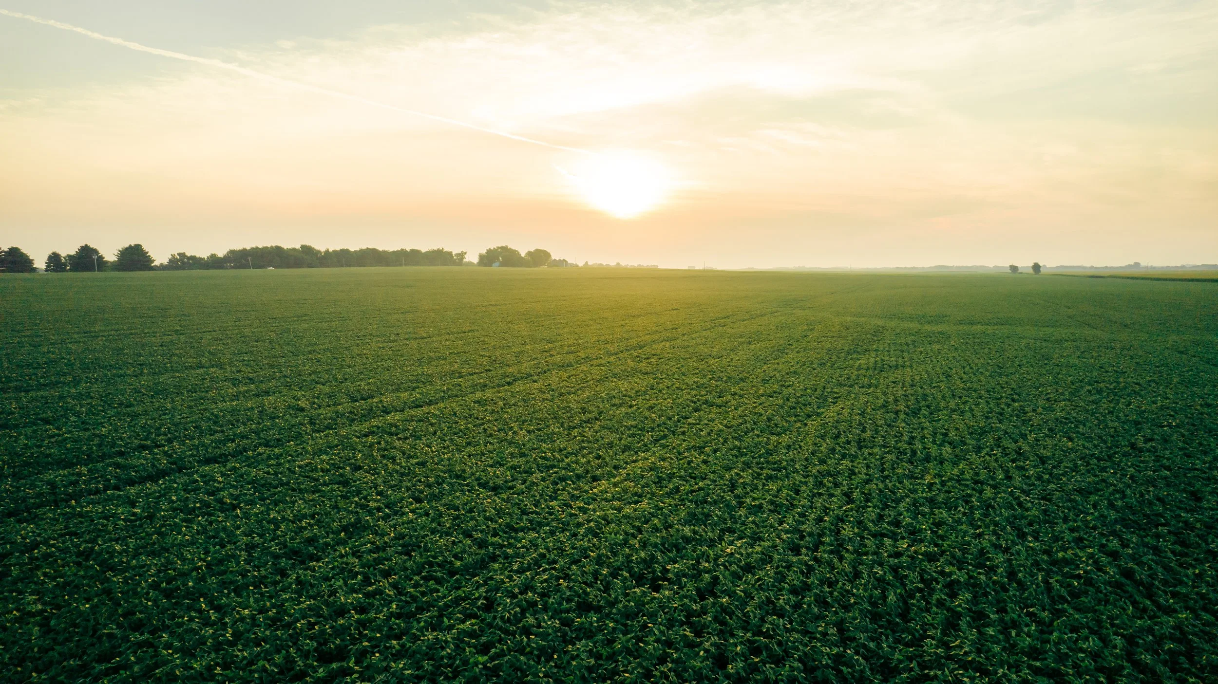 A vast green agricultural field at sunset with the sun low on the horizon, trees in the distance, and a partly cloudy sky.